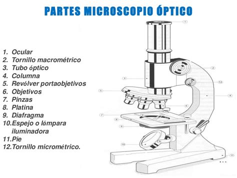 el microscopio óptico