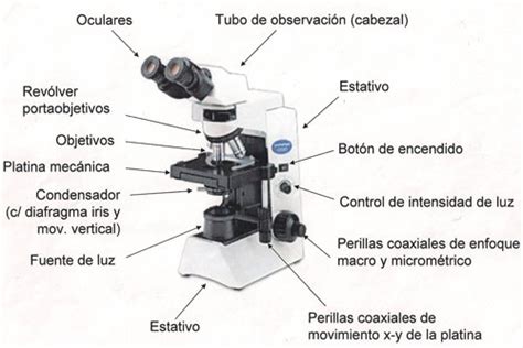 El microscopio y sus partes   Imagui