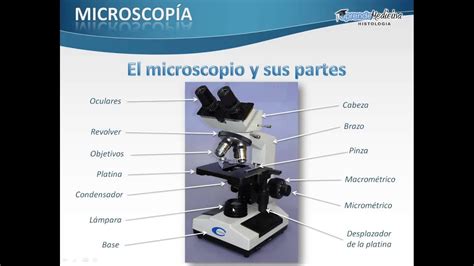El microscopio y sus partes   YouTube
