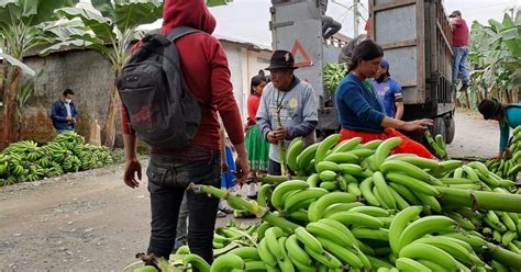 El Ministerio de Agricultura y Ganadería envió banano y ensilaje a ...