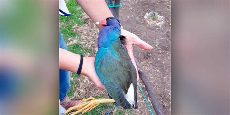 El misterio de las aves que aparecen muertas en humedales de Bogotá ...