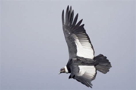 El misterio de por qué el cóndor, una de las aves más grandes del mundo ...