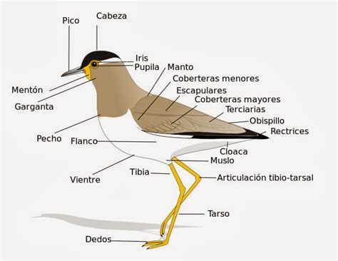 el moderno prometeo: Vetebrados: características generales de las Aves.