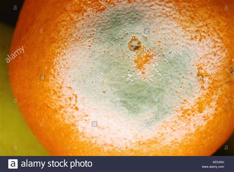 El moho verde, Penicillium sp. sobre frutas de naranja ...