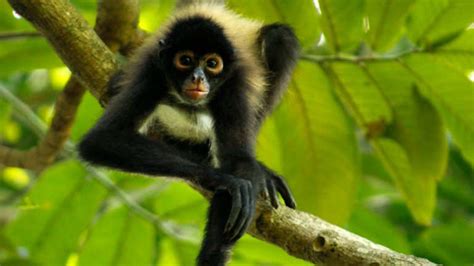 El mono araña en situación crítica de extinción en El ...