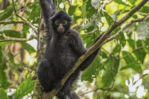 El mono araña regresa a su casa en Tambopata