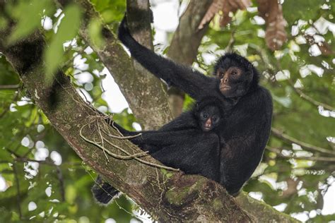 El mono araña regresa a su casa en Tambopata