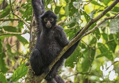 El mono araña regresa a su casa en Tambopata | RPP Noticias