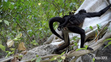 El mono araña vuelve a nacer en el Cañón del Sumidero de ...