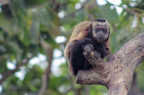 El mono capuchino: Características, Hábitos alimenticios ...