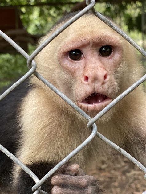 El mono Cara Blanca y su rescate | Santuario NATUWA, Costa ...