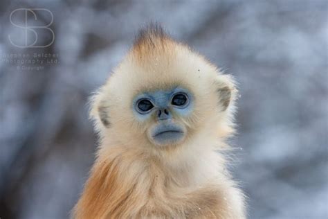 El mono dorado de cara azul – Naturaleza Curiosa