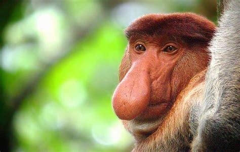 El mono narigudo | Informacion sobre animales