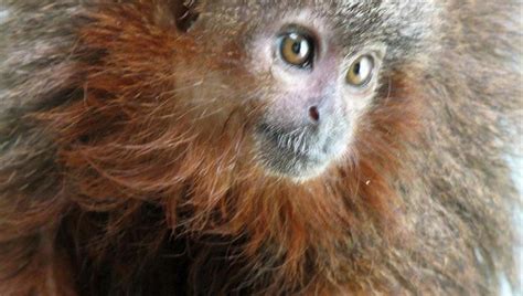 El mono que ronronea, entre las 441 nuevas especies del Amazonas