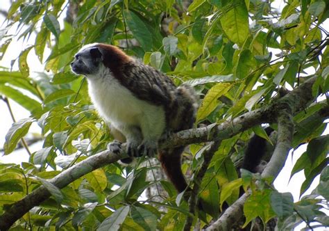 El mono tití Saguinus geoffroyi,un estudio desde la Reserva Natural del ...