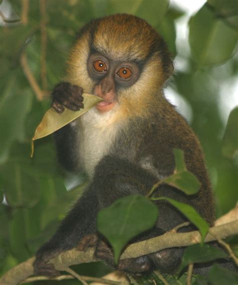El mono ve y el mono habla   Scientific American   Español