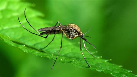 El mosquito tigre, la plaga que más preocupa a Sanidad ...