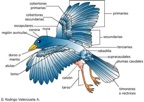 EL MUNDO ANIMAL: Partes de un pájaro