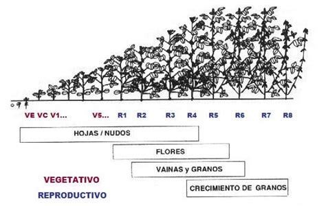EL MUNDO DE LA SOJA: Crecimiento y desarrollo de la planta.