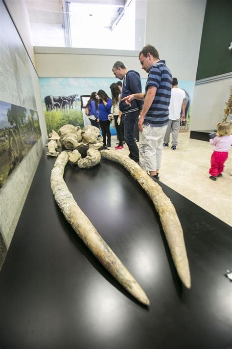 El Museo de Paleontología triplica las visitas durante la ...