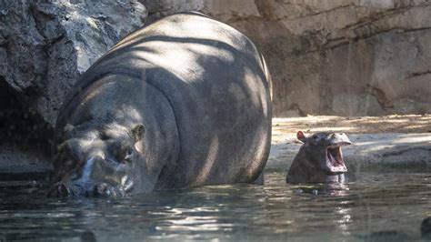 El nadó hipopòtam de Bioparc València s anomenarà Gori