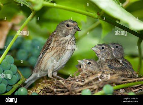 El nido de Linnet  Acanthis cannabina, Carduelis  con pajaritos en la ...