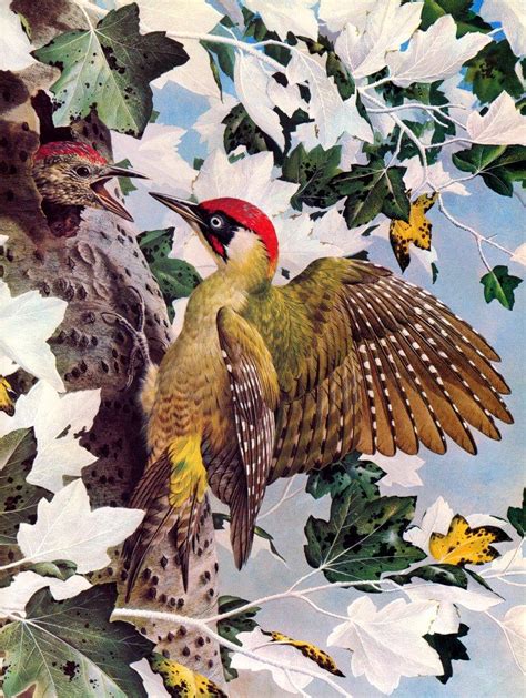 El ojo del buitre: Aves   Pájaro carpintero verde  Picus ...