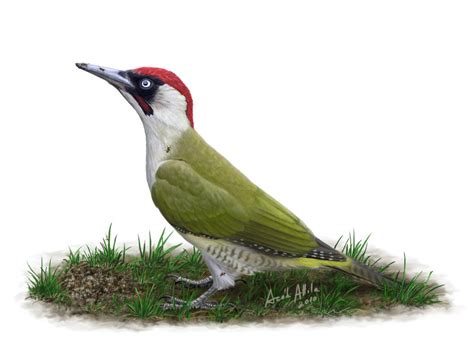 El ojo del buitre: Aves Pájaro carpintero verde Picus ...