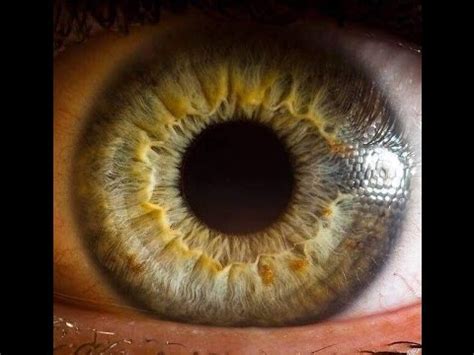 El ojo humano en alta definición ¡Impresionante!   YouTube