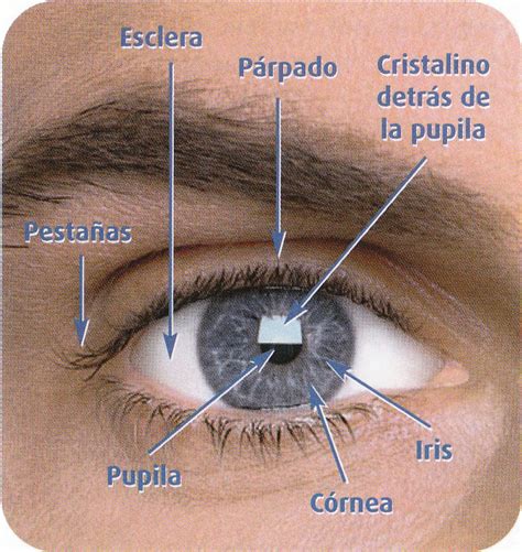 El ojo | Optica Sabinas