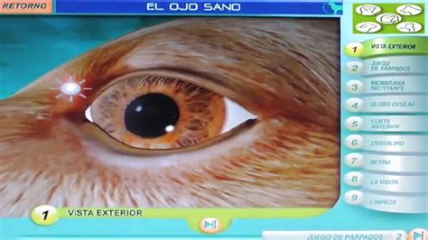 El ojo sano del perro. Video tutorial animado   YouTube
