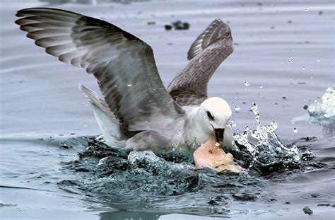 El olfato de las aves marinas confunde el plástico con alimento