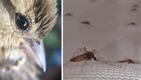 El olor de las aves infectadas por malaria atrae más a los mosquitos