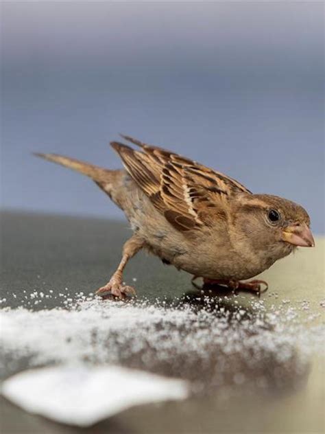 El olor de las aves infectadas por malaria atrae más a los mosquitos