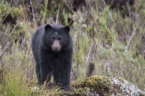 El oso Andino   Animales del Peru