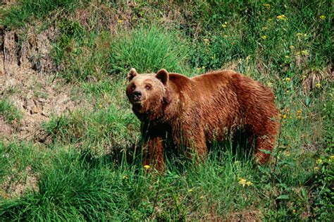 El oso pardo en Andalucía – iberianature   Naturaleza y ...
