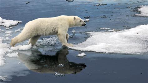 El oso polar se queda sin hielo donde vivir