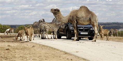 El otro zoo de Madrid es un Safari a media hora del centro ...