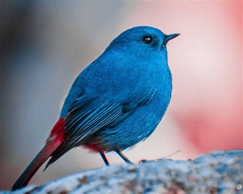 El pajarito azul de Twitter nace entre el Iztaccíhuatl y ...