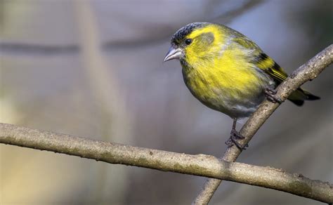 El pájaro amarillo   Fauna y Flora   Comunidad Nikonistas