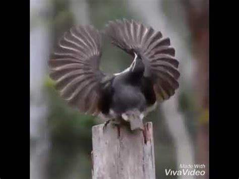 El pájaro bailarin   YouTube