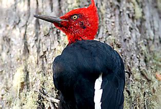 El pájaro carpintero | Animales en peligro de extinción en Chile