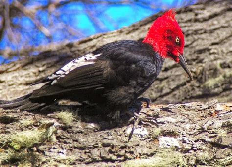 El pájaro carpintero de Chile está a punto de quedarse sin hábitat ...