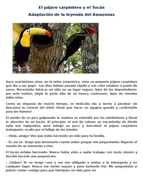 El Pájaro Carpintero y El Tucán | Aves | Naturaleza