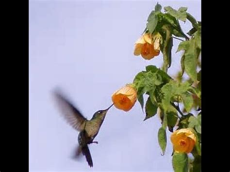El pájaro mas pequeño del mundo colibri zunzuncito   YouTube