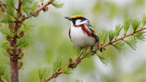 El pájaro que canta es, ¿macho o hembra?