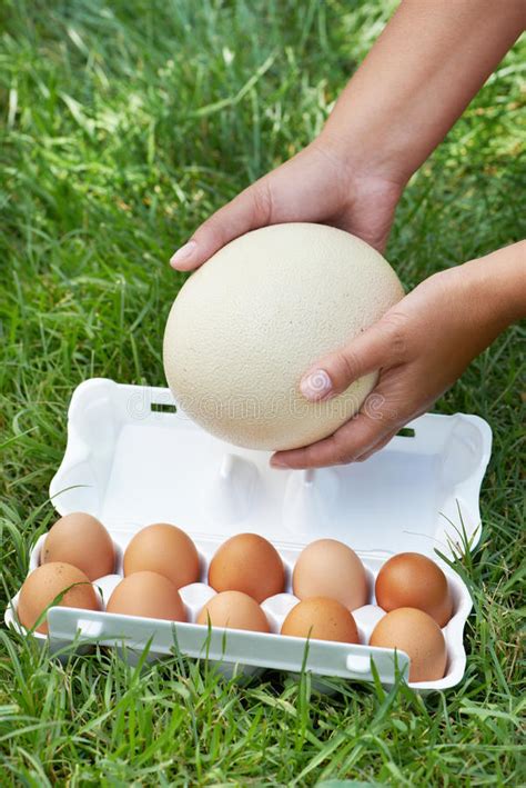 El Paquete De Huevos Y La Avestruz Egg En Manos De La ...