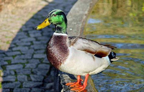 El pato como mascota: características, nutrición y salud   Vida con ...