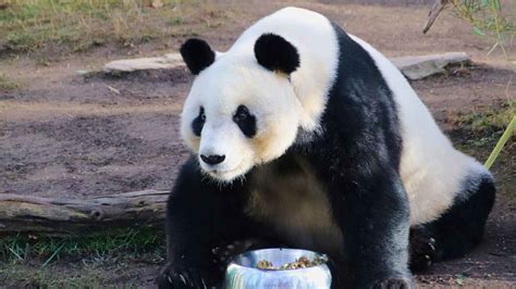 El peligro de dar comida a los animales en el zoo