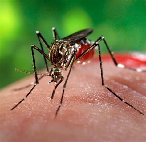 El peligroso mosquito que transmite enfermedades tropicales vuelve a ...